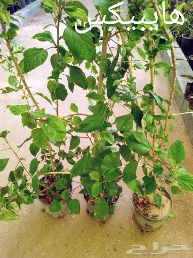 شتلات بسعر الجملة 39