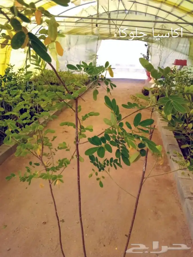 شتلات بسعر الجملة 19