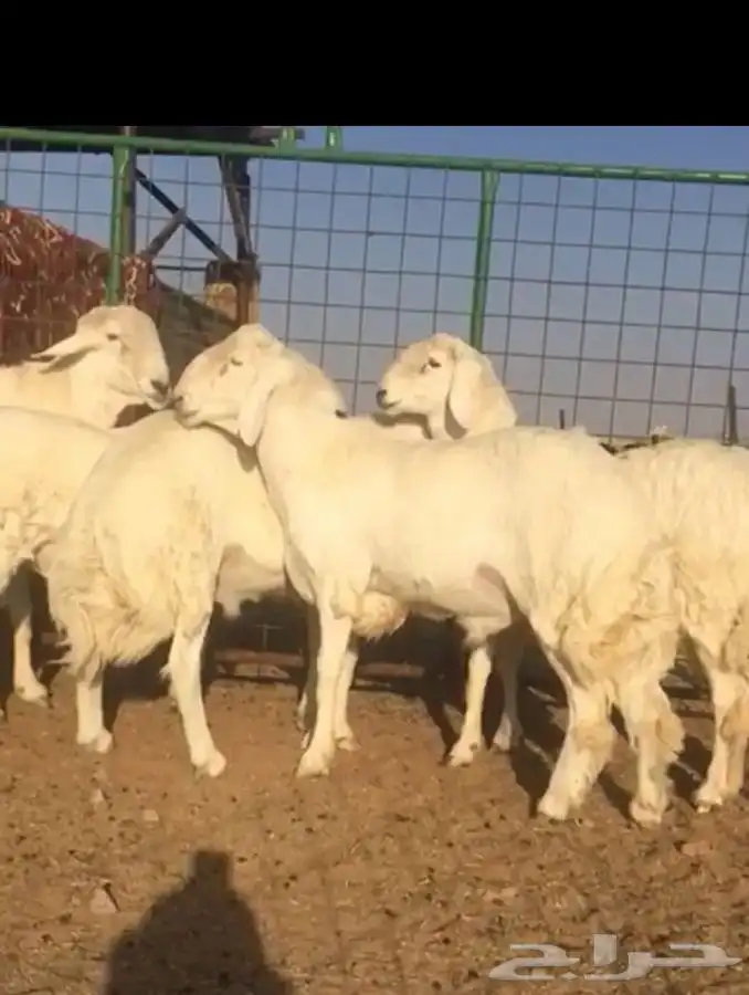 عروض الحريات رقم 2 حلال ابو حمدان الحبابي 21