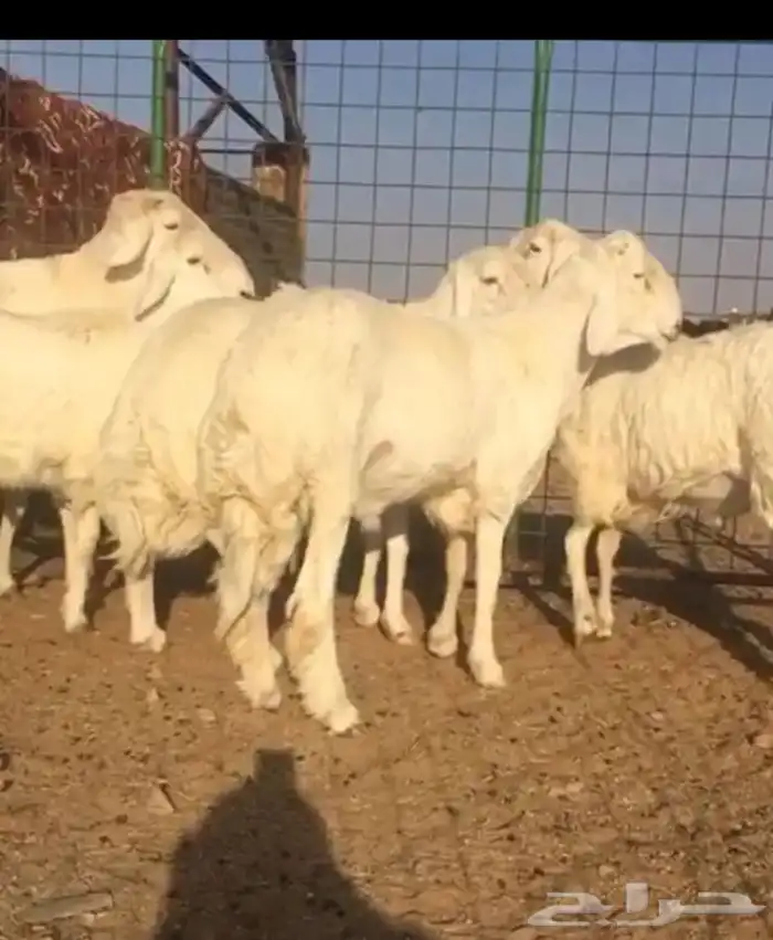 عروض الحريات رقم 2 حلال ابو حمدان الحبابي 19