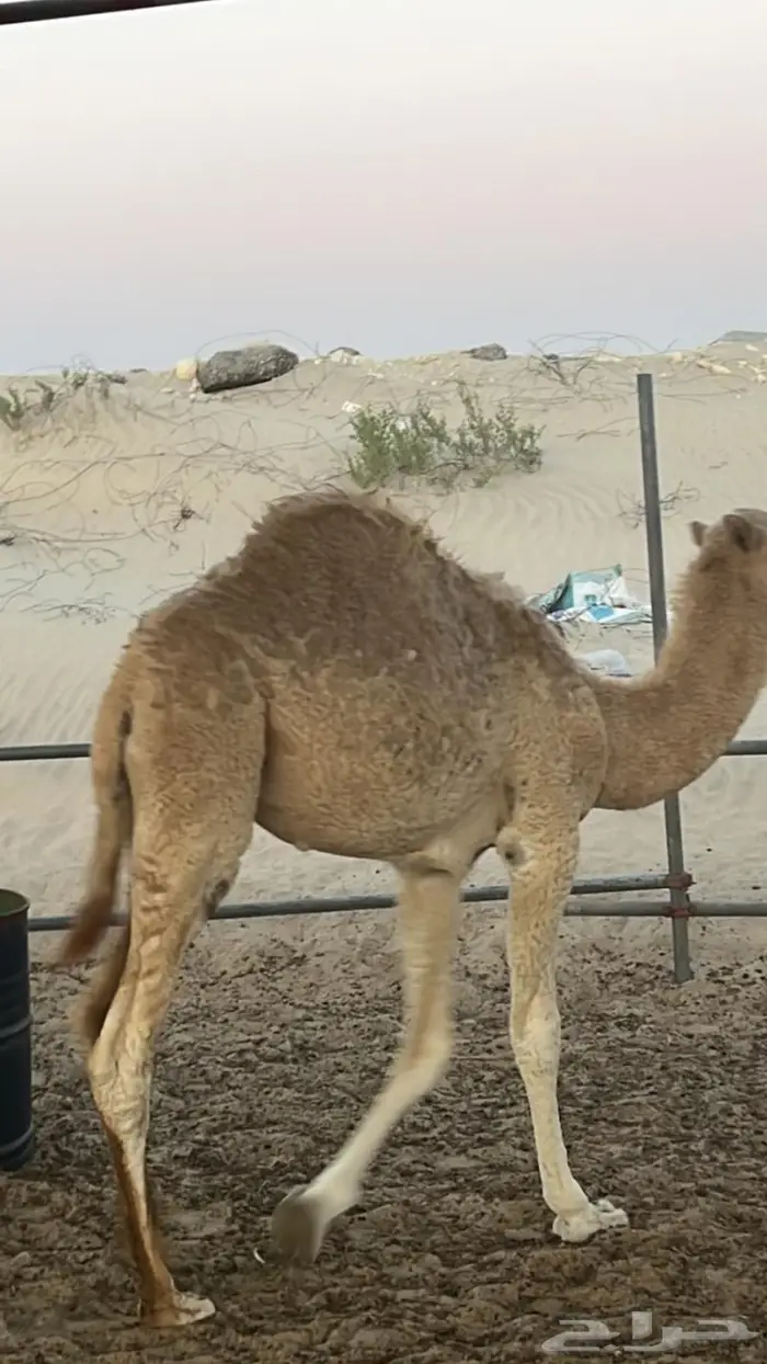 متجر ذبيحة 81