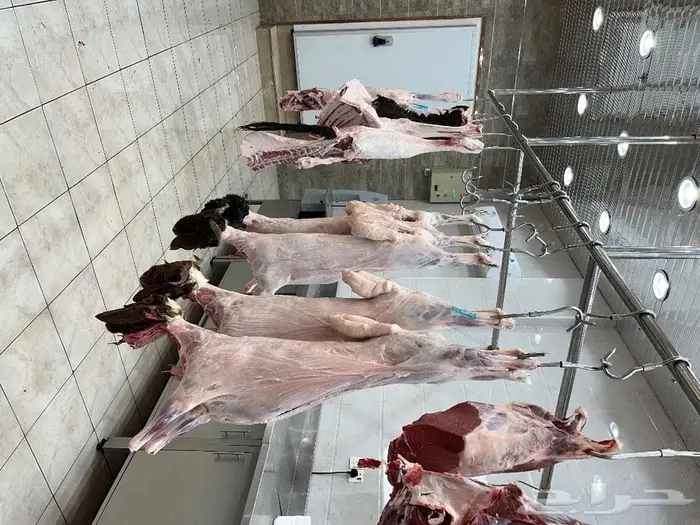 متجر ذبيحة 49