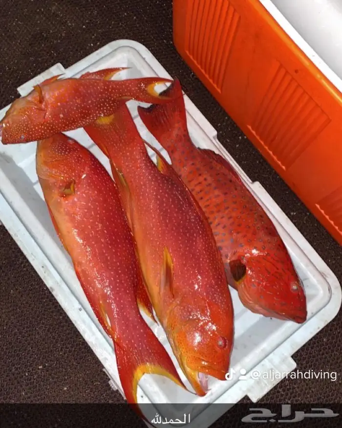 قارب رحلات بحرية نزهه - صيد - سباحة - مرسى الرايس 4