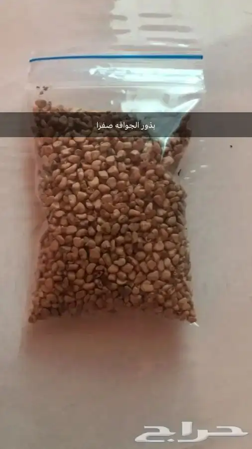 بذور اشجار ونبتات 5