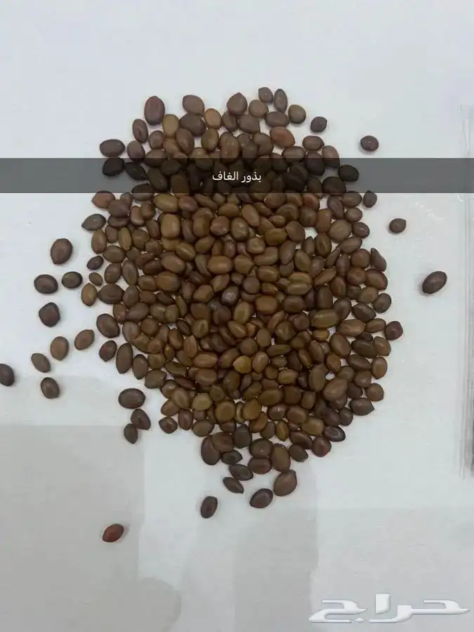بذور اشجار ونبتات 1