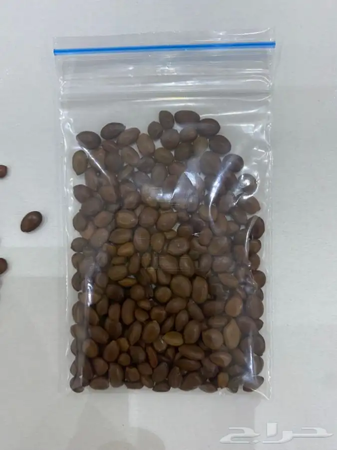 بذور اشجار ونبتات 0