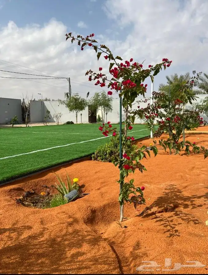 استراحة ومنتجع لافينا للإيجار اليومي 22