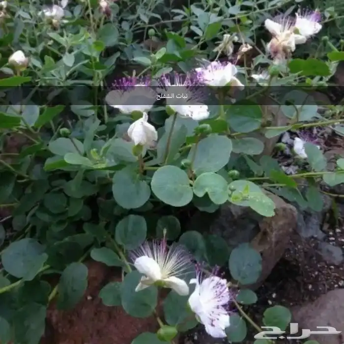 بذور اشجار ونبتات 3
