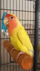 مستلزمات جميع انواع الطيور 29