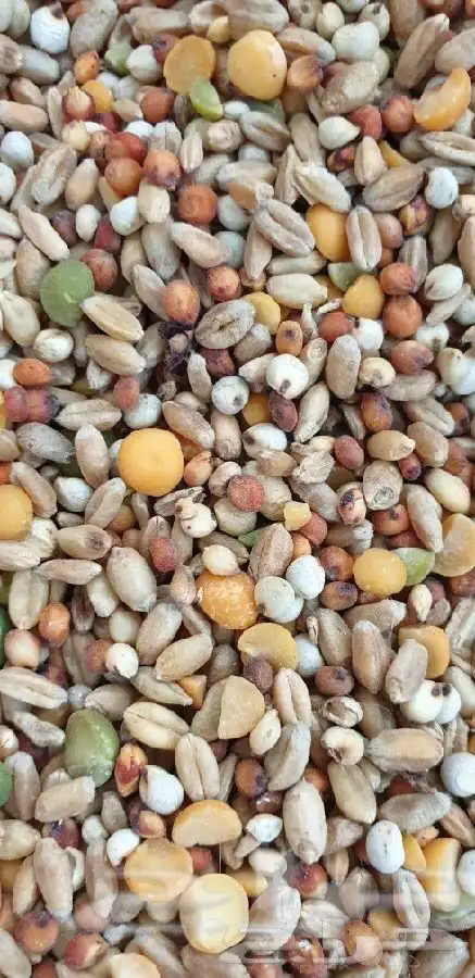 مستلزمات جميع انواع الطيور 54