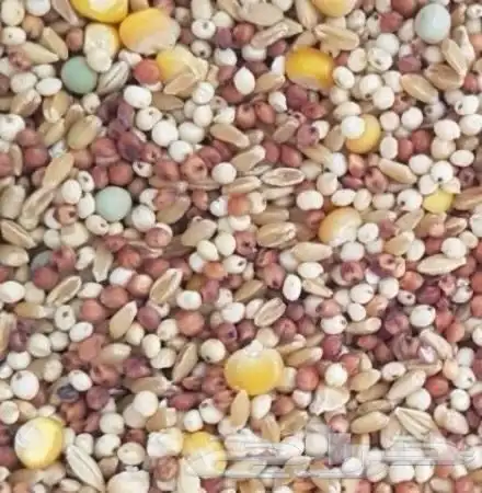 مستلزمات جميع انواع الطيور 53