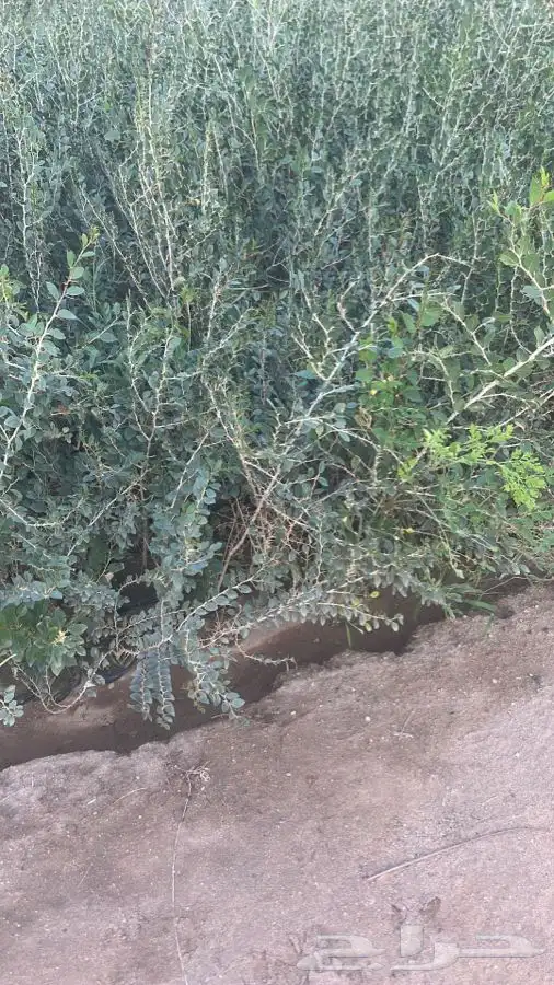سدر بلدي  سدر بري 2