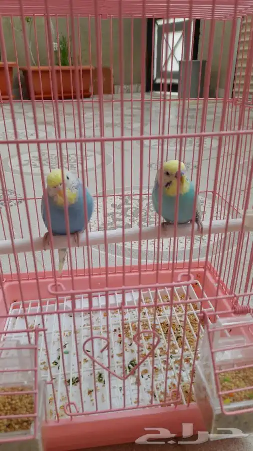 مستلزمات جميع انواع الطيور 32