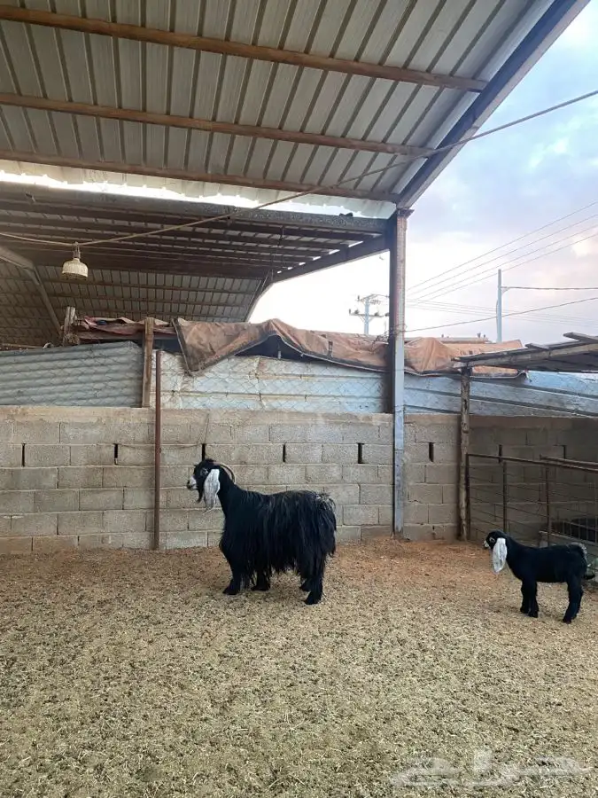 عنز عارضيه 0