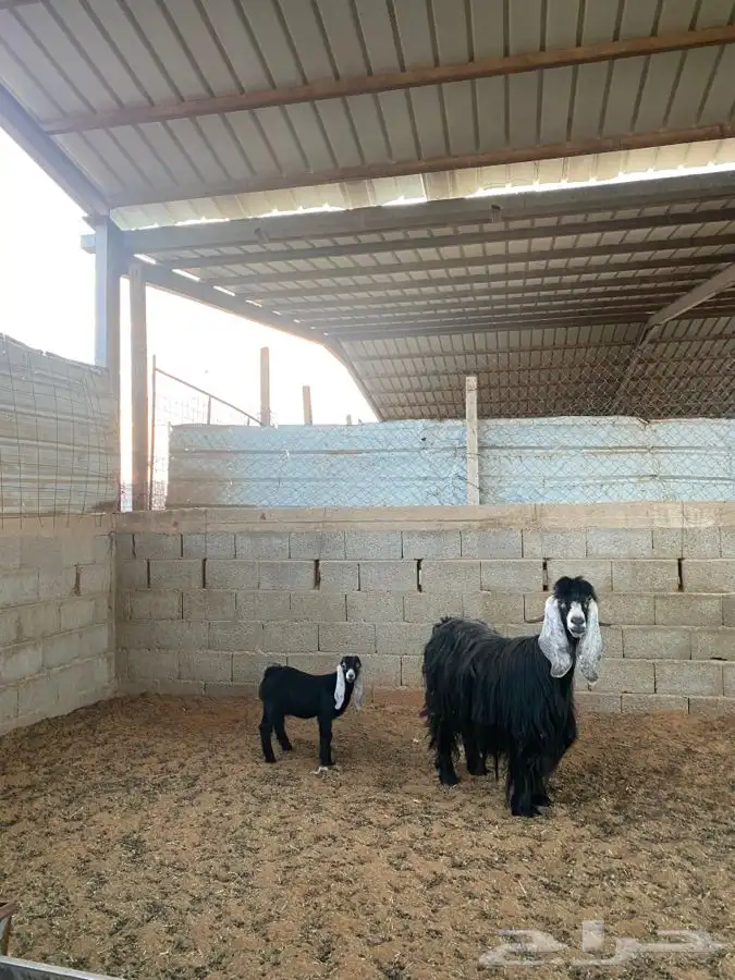 عنز عارضيه 5