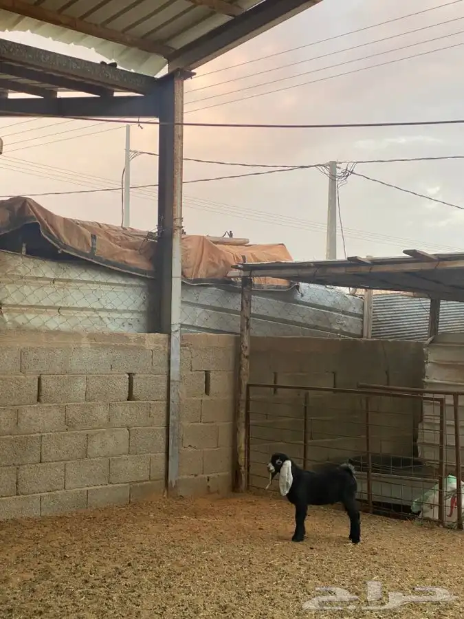 عنز عارضيه 4