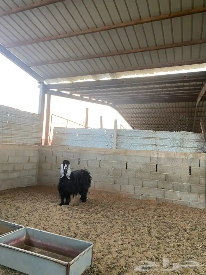 عنز عارضيه 3