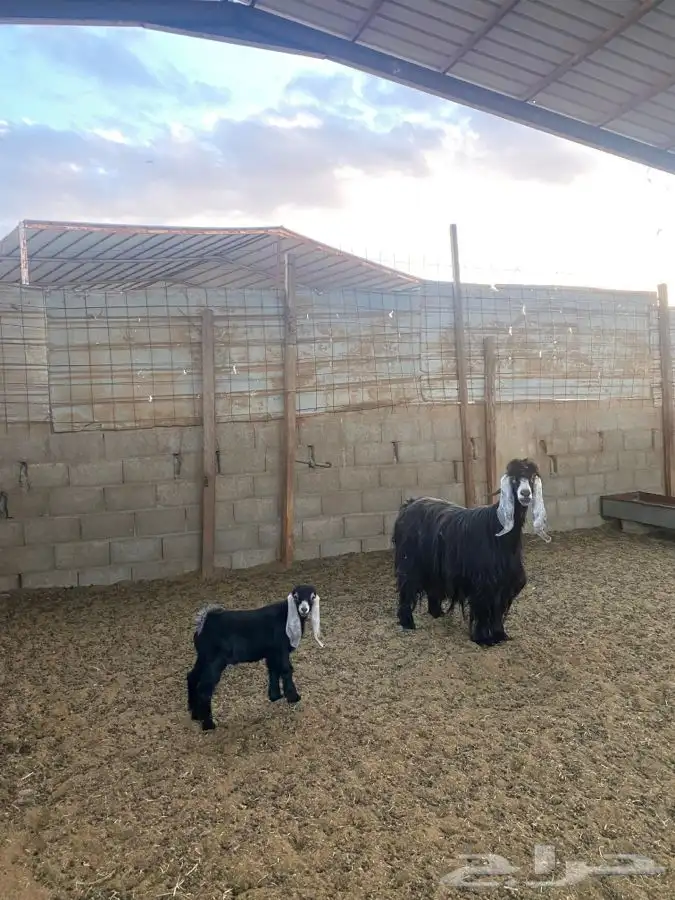 عنز عارضيه 1