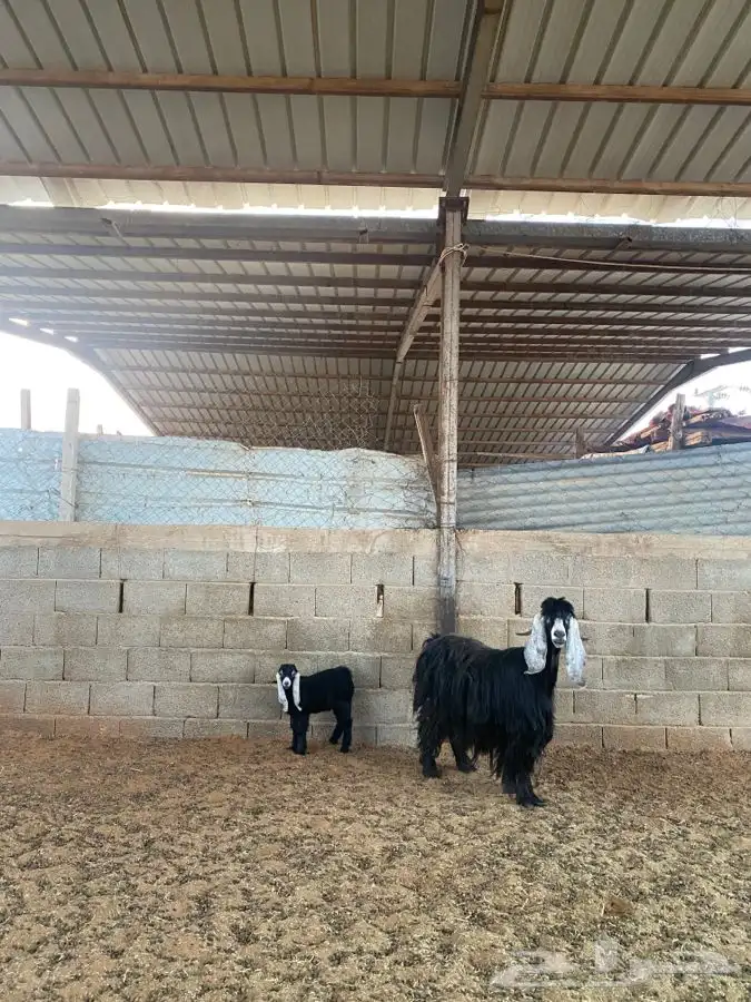 عنز عارضيه 6