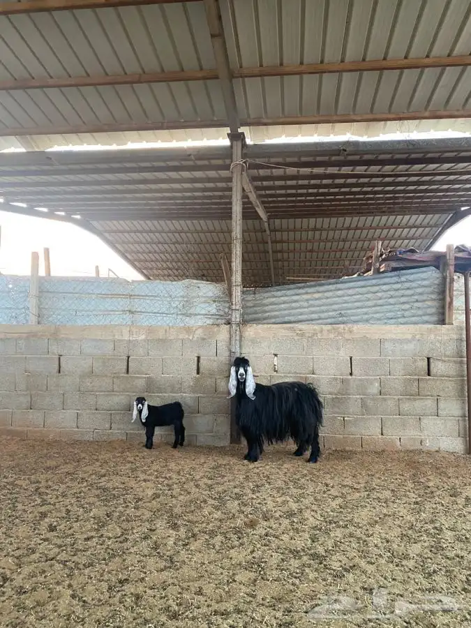 عنز عارضيه 7