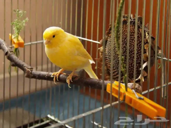 مستلزمات جميع انواع الطيور 27