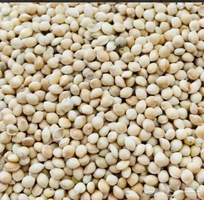 مستلزمات جميع انواع الطيور 58