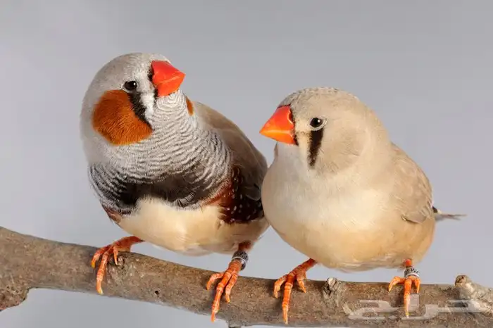 مستلزمات جميع انواع الطيور 31