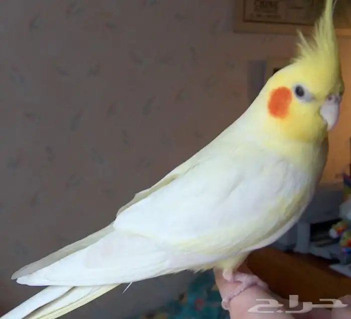 مستلزمات جميع انواع الطيور 30