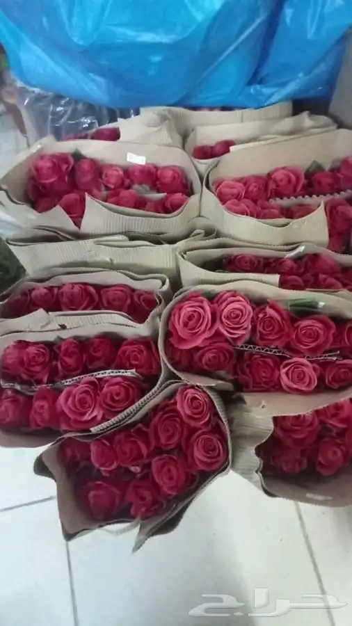ورد بالجمله تواصل واتس 1