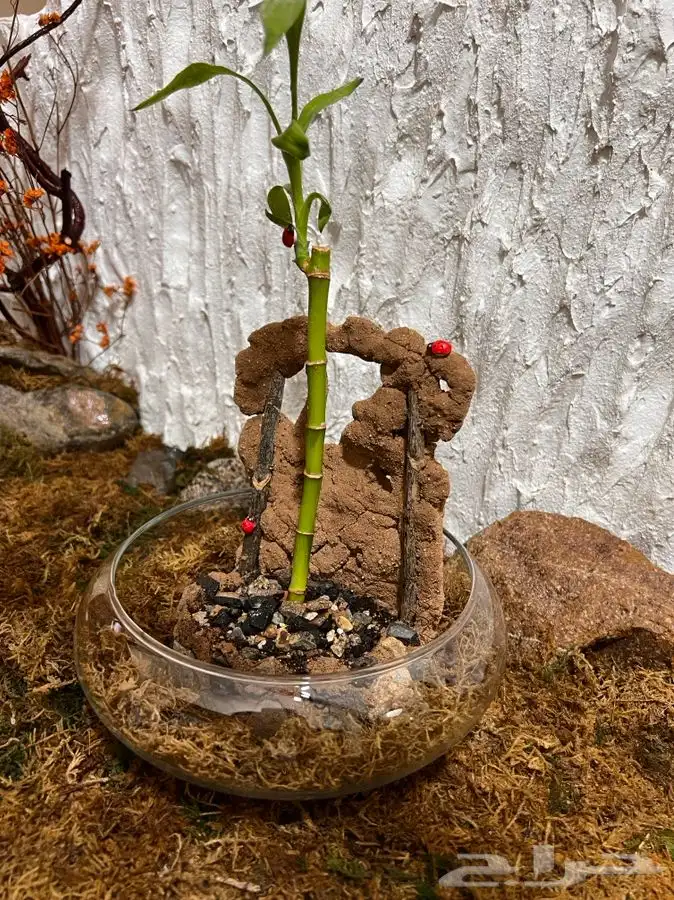 نبته داخليه تحف نباتية 38