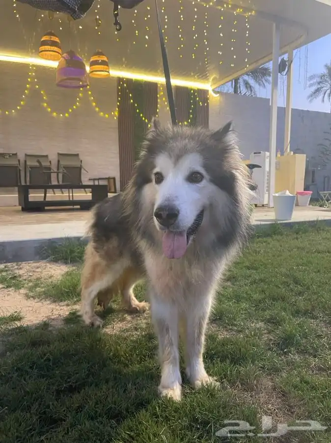 الاسكا مالموت بيور 3