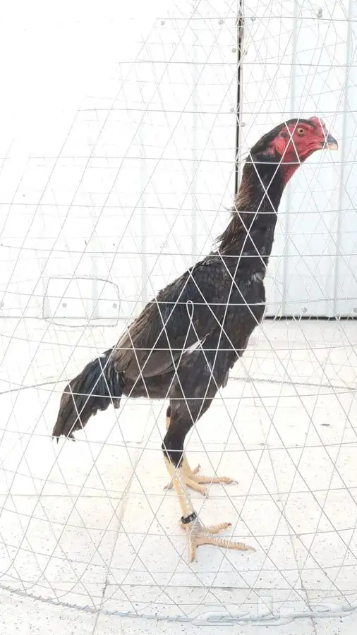 قفص او قرقور لتربية دجاج شامو للبيع 8