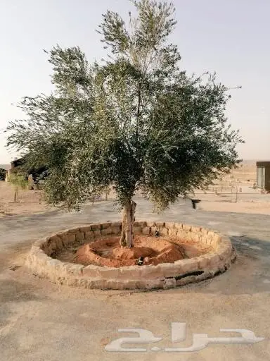 اشجار زيتون . ديكور . لاندسكيب 5
