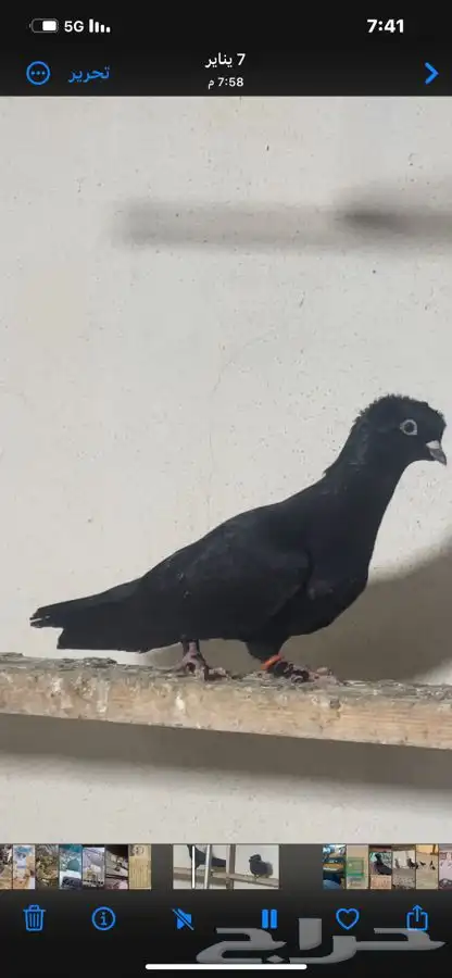 اناث عبس او عبد شاميات 1