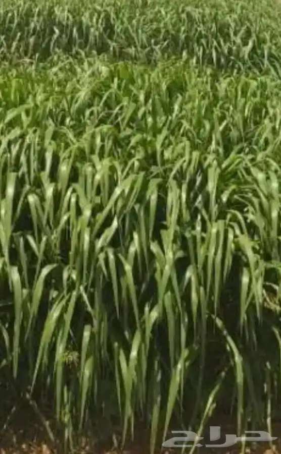 شتلات بونيكام F1 هجين توصيل مجاني لجميع المدن 0