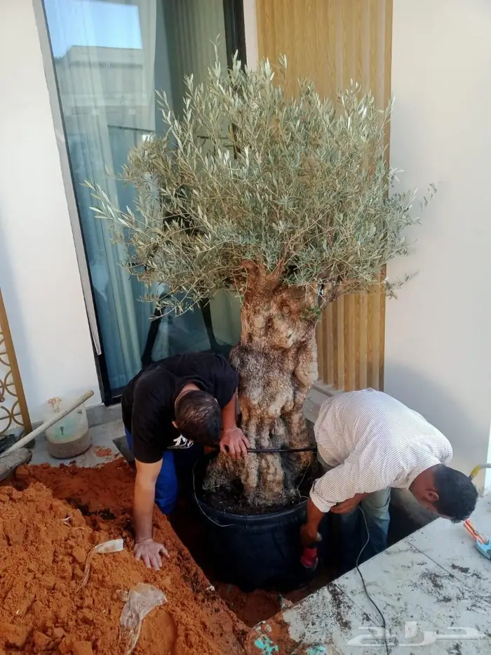 اشجار زيتون . ديكور . لاندسكيب 3