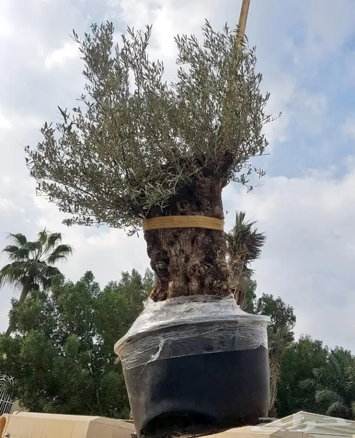 اشجار زيتون . ديكور . لاندسكيب 0