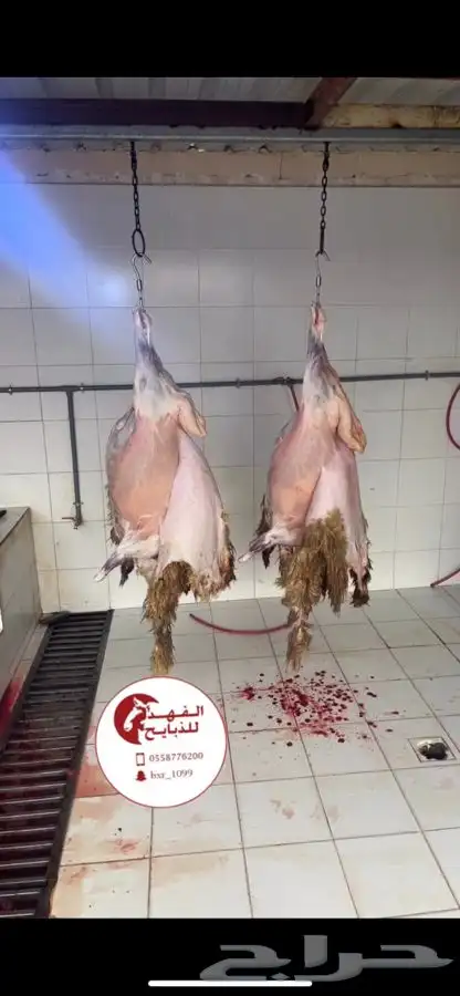 ذبيحتك لباب منزلك 1