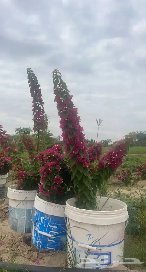 مشاتل التكامل الزراعيه جدة 0533351329 7