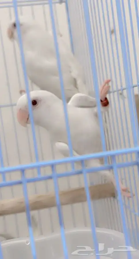 ازواج روز البينو محلله 6