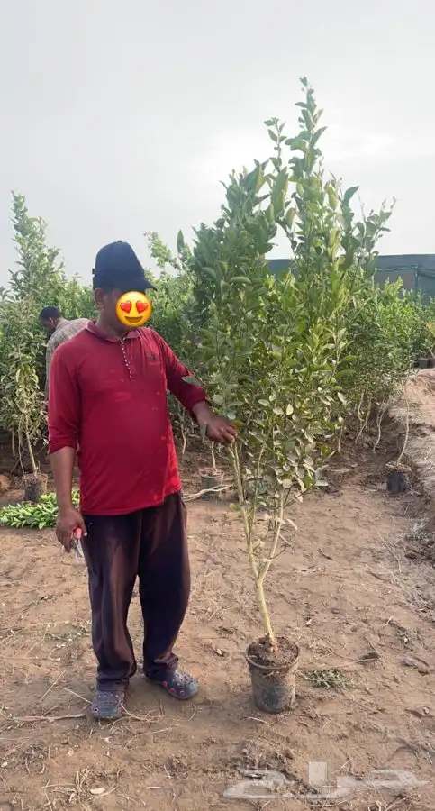 مشاتل التكامل الزراعيه جدة 0533351329 13