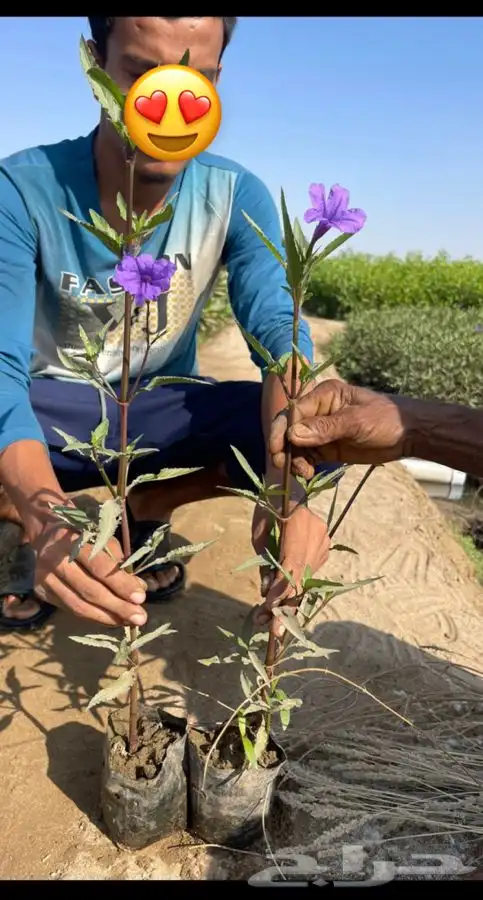 مشاتل التكامل الزراعيه جدة 0533351329 22