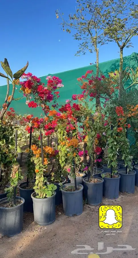 مشاتل التكامل الزراعيه جدة 0533351329 1