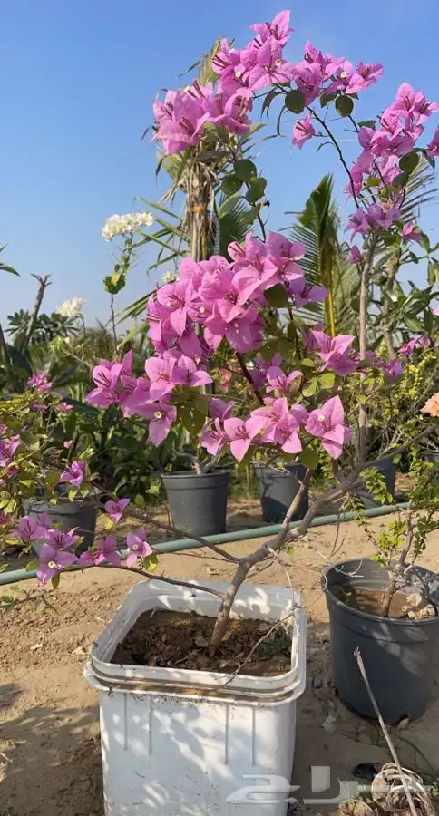 مشاتل التكامل الزراعيه جدة 0533351329 0