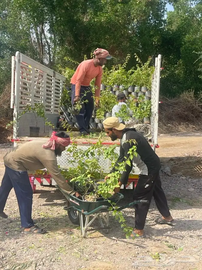 مشاتل التكامل الزراعيه جدة 0533351329 6
