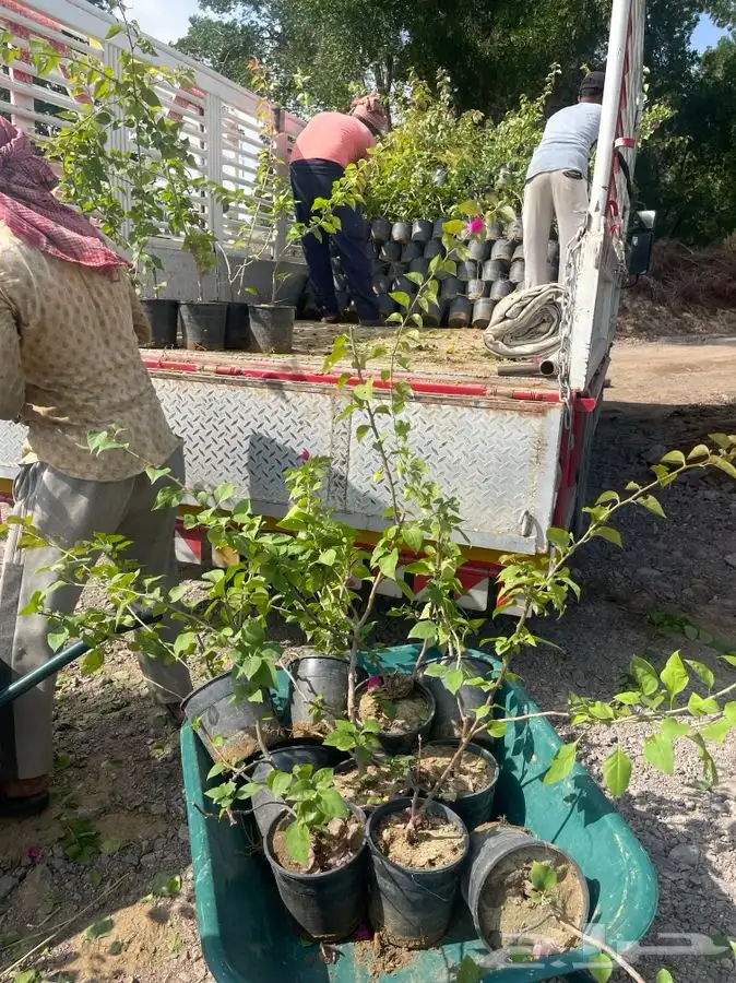 مشاتل التكامل الزراعيه جدة 0533351329 5