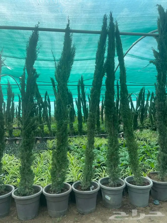 مشاتل التكامل الزراعيه جدة 0533351329 4