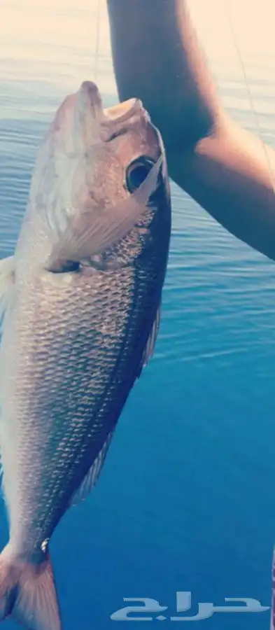 تعليم قيادة القوارب والابوات واليخوت البحرية 27