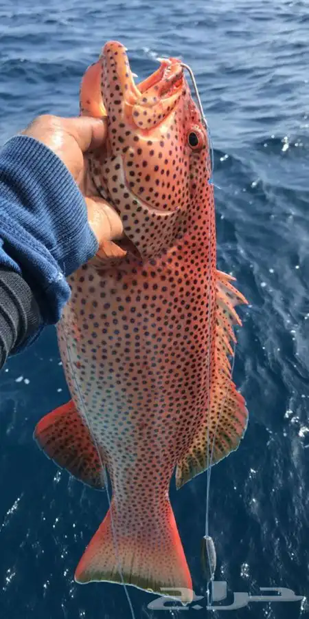 تعليم قيادة القوارب والابوات واليخوت البحرية 29