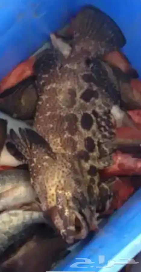 تعليم قيادة القوارب والابوات واليخوت البحرية 32